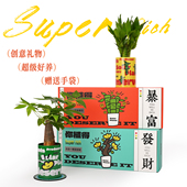 发财树小盆栽富贵竹办公桌面绿植团购生日新年礼物办公室植物礼盒