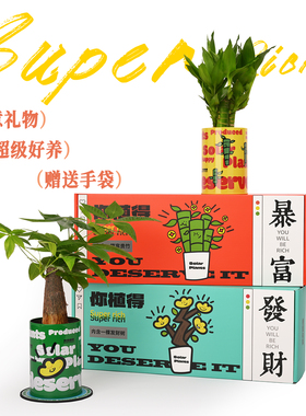 发财树小盆栽富贵竹办公桌面绿植团购生日新年礼物办公室植物礼盒