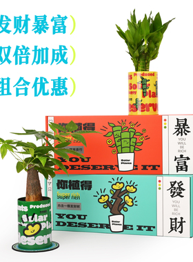 发财树小盆栽富贵竹办公桌面绿植公司团购生日礼物办公室植物礼盒