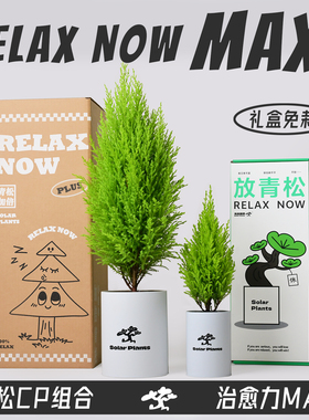放青松绿植小盆栽香松创意女生日新年元旦礼物办公桌面植物放轻松