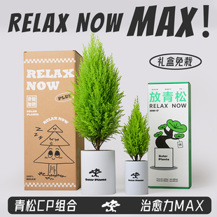 放青松绿植小盆栽香松创意女生日新年元 旦礼物办公桌面植物放轻松