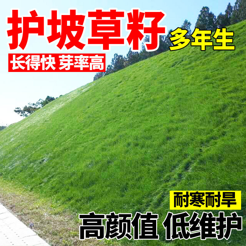 护坡草籽四季常青剪踏民宿露营草籽绿化植物包邮多年生植物常青