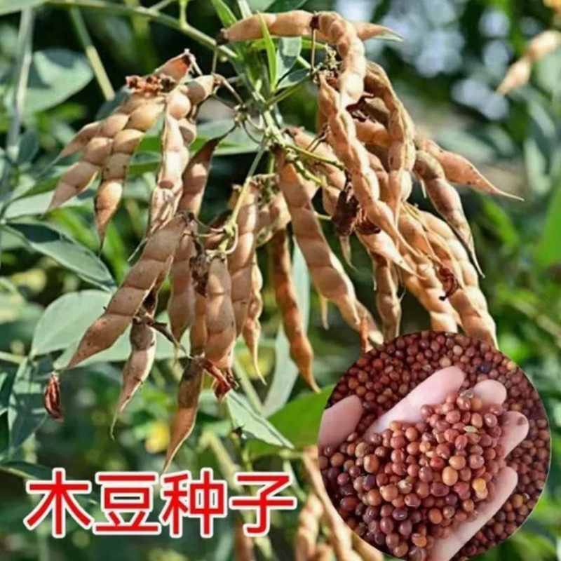 木豆种子 直立灌木 树豆 柳豆 豆蓉 树黄豆 三叶豆种子 四季播种