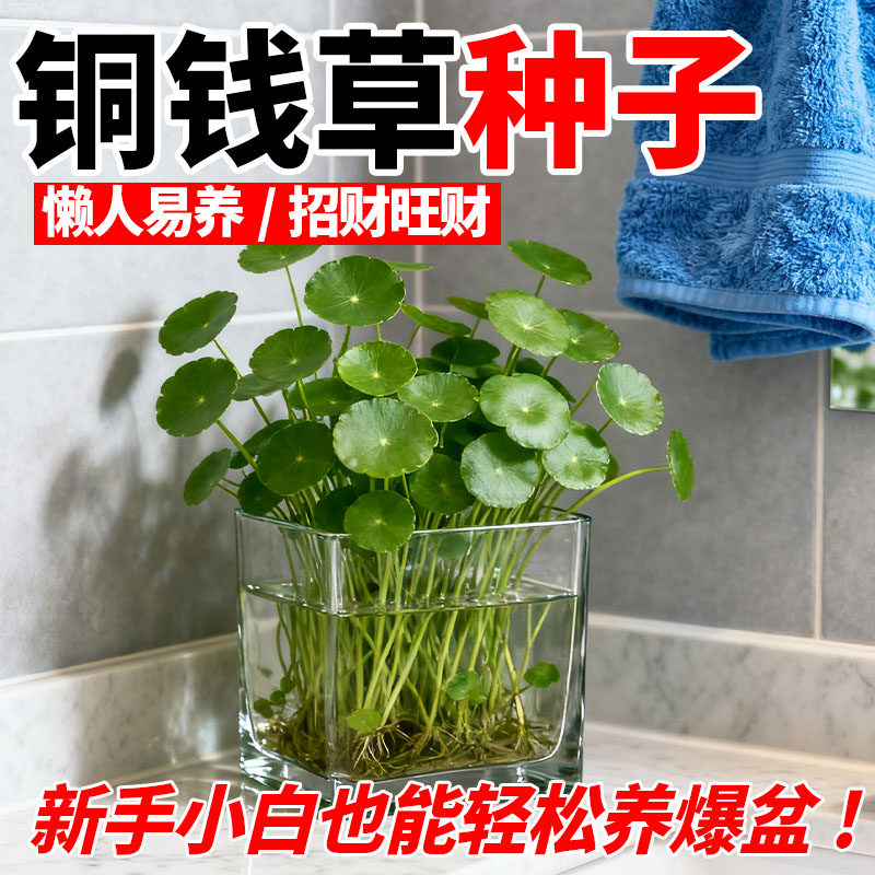 铜钱草花种子小金钱草四季铜钱草坪种籽水培花卉盆栽室内草籽
