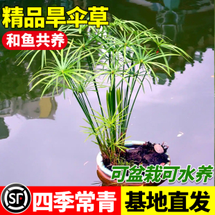 水生水培植物种子水池塘旱伞草种子风车草种龟水竹盆栽水棕竹鱼缸