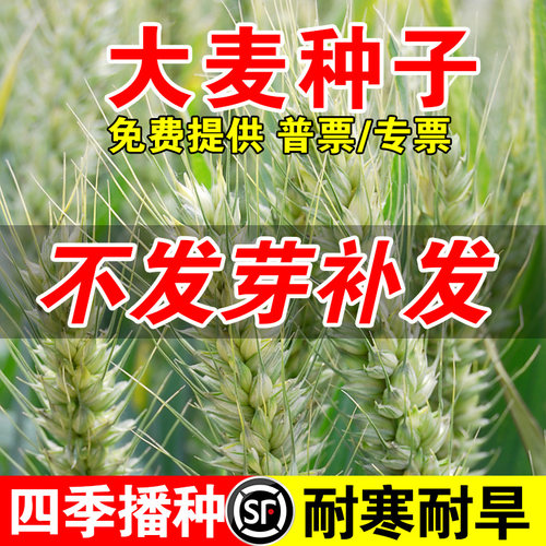 大麦种子原种麦子若叶芽苗菜榨汁可酿酒抗倒伏大麦粒牧草种子
