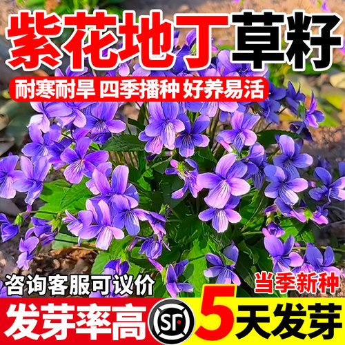 紫花地丁花四季种植盆栽野堇菜花籽多年生耐阴地被护庭植物