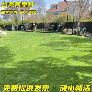 台湾2号草坪草籽细叶结缕草草皮种子矮生四季青草种台湾草籽庭院