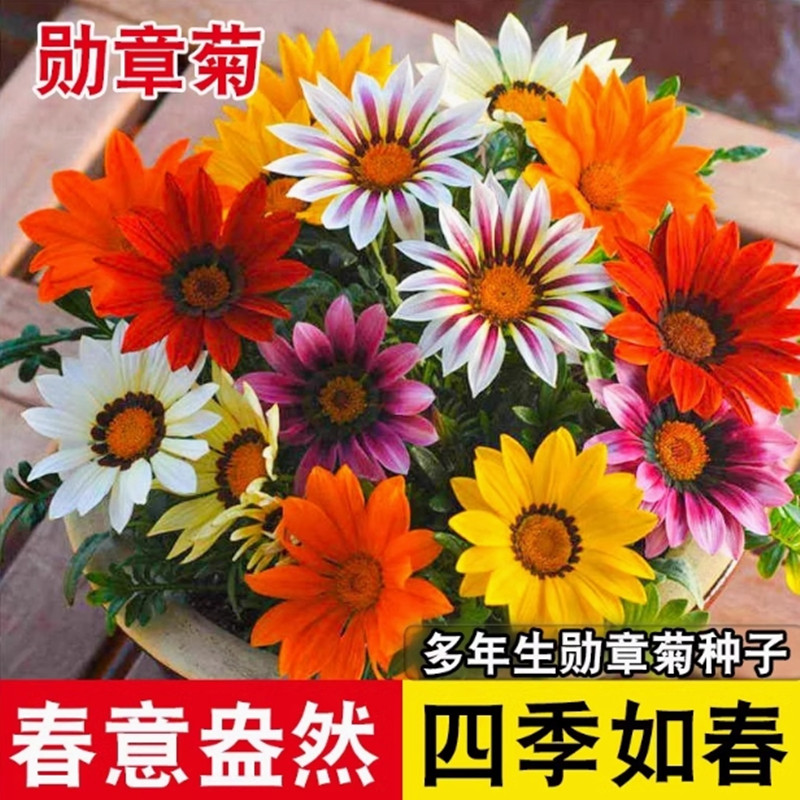勋章菊种子四季花种子非洲太阳花菊花阳台庭院盆栽花种籽子易活图片