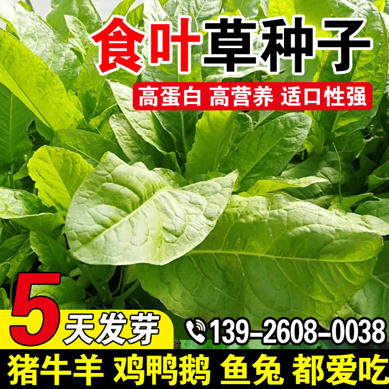 食叶草种子多年生耐贫瘠高产牧草种籽家禽喜食畜牧养殖高蛋白草籽,鲜花速递/花卉仿真/绿植园艺,家庭园艺种子,淘宝优惠券,粉丝福利购,淘宝优惠卷