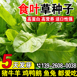 食叶草种子多年生耐贫瘠高产牧草种籽家禽喜食畜牧养殖高蛋白草籽