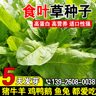 食叶草种子多年生耐贫丐高产牧草