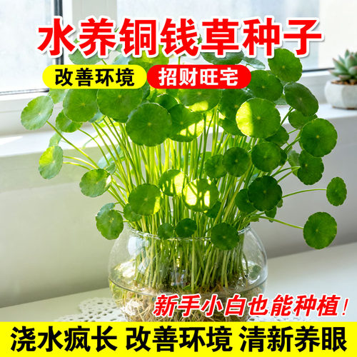 水养铜钱草种子大叶金钱草盆栽