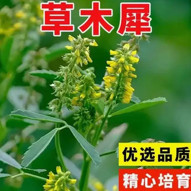 草木樨种子进口黄花蜜源植物黄花草四季牧草绿肥耐寒耐贫瘠草籽