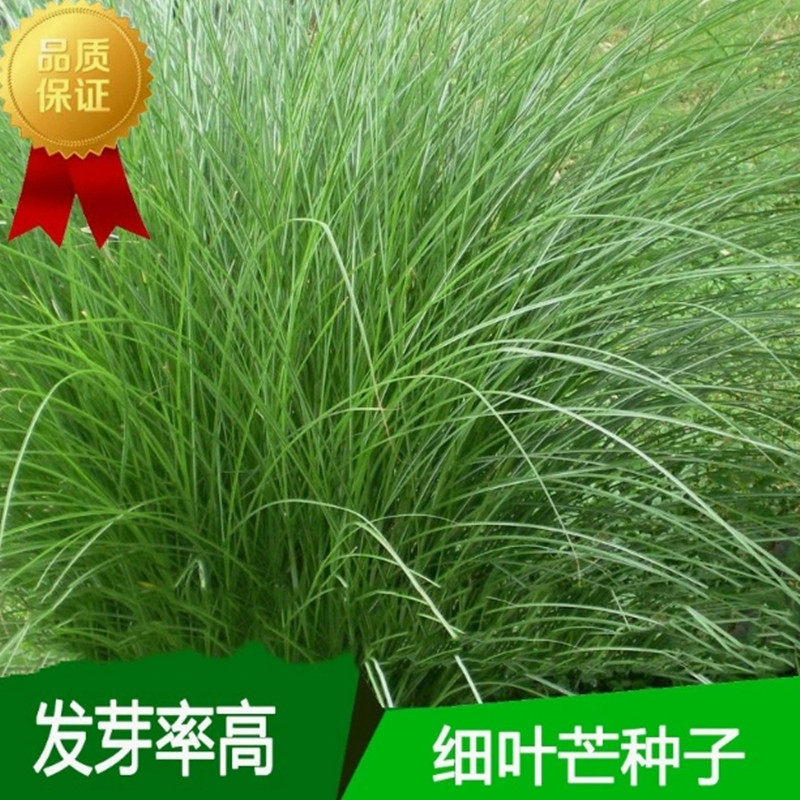 细叶芒种子 草京芒草京羽茅细叶花叶芒草草本植物庭院园林植物