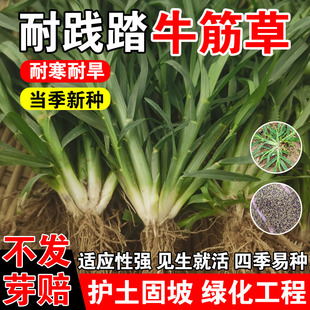 牛筋草四季常青多年生护坡固土草籽耐寒耐旱边坡工程绿化种子
