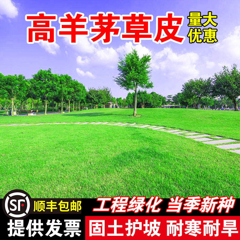 高羊茅草皮四季常青耐践踏