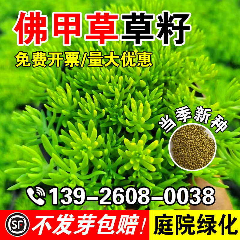 佛甲草草籽黄金万年草籽耐热耐寒