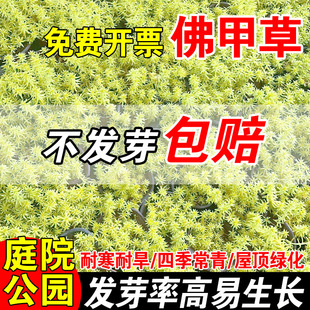 佛甲草金叶佛甲草皮种植盘批发常绿绿植别墅屋顶佛甲草籽