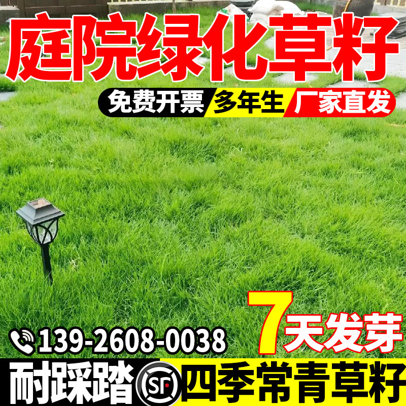 庭院绿化草籽四季常青耐寒耐旱公园庭院小区绿化护坡耐践踏包邮