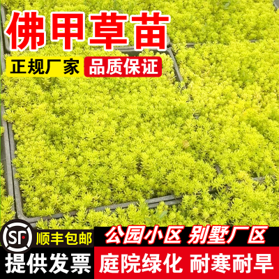 佛甲草苗耐热耐寒四季种籽