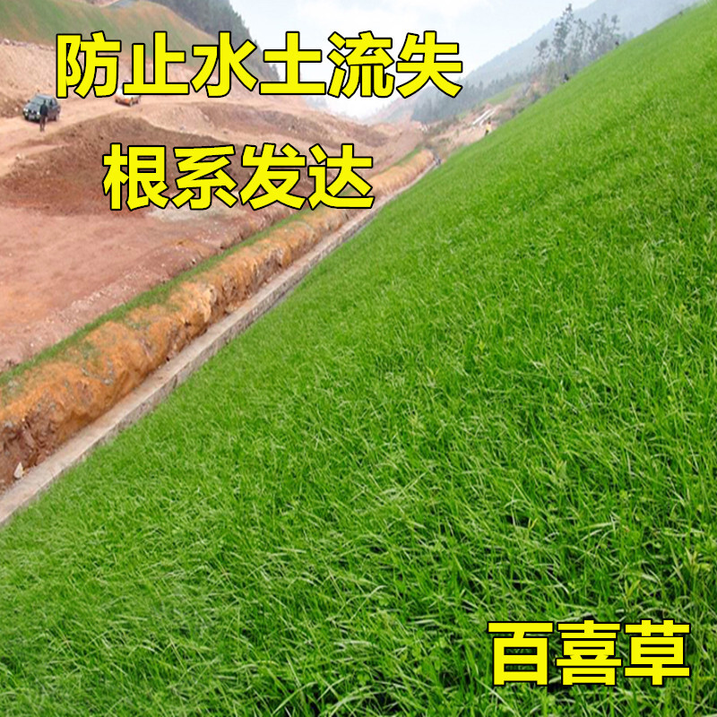 百喜草种子 道路护坡 水土保持 牧草草籽 公路 堤坝绿化草坪种子