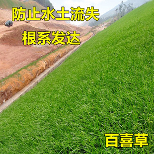 百喜草种子 道路护坡 水土保持 牧草草籽 公路 堤坝绿化草坪种子