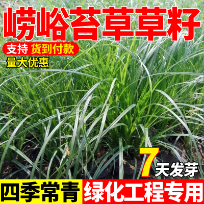 苔草种子青绿苔草种子莎草科多年生长寿草坪叶量大崂峪苔草种籽