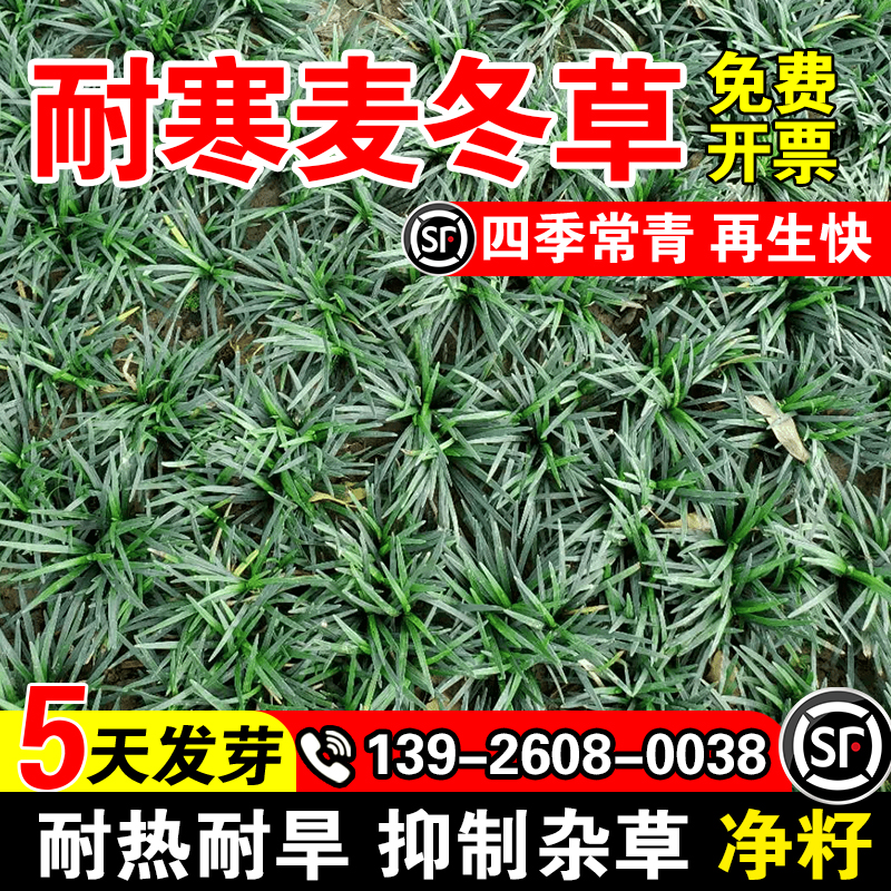耐寒麦冬草玉龙草庭院绿化种子