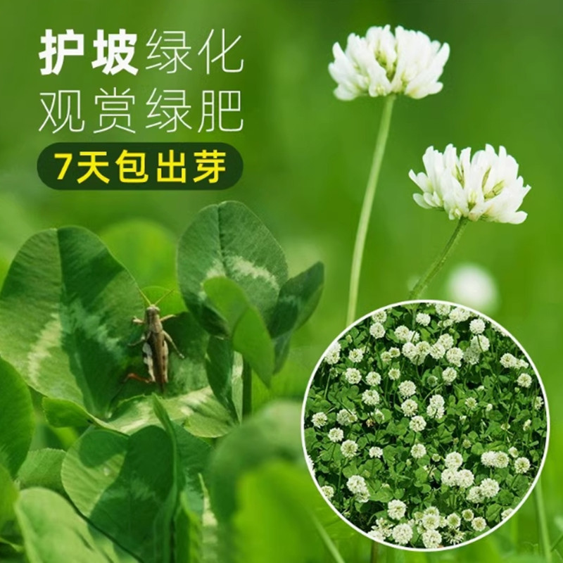 白三叶草种子红花绿化种子红三叶草种子净籽草种易活四季草坪种子
