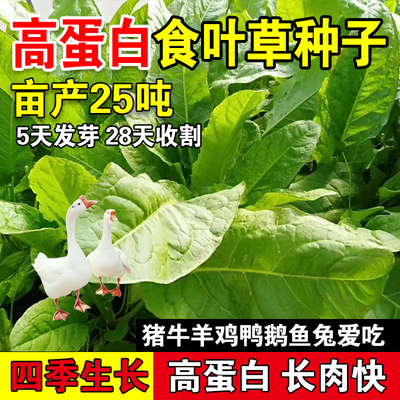 高蛋白猪牛羊鸡鸭鹅食叶草种子