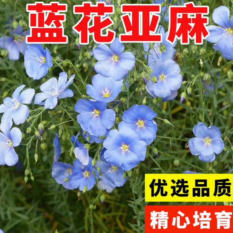蓝花亚麻花种子四季易种阳台庭院室内外垂吊花卉盆栽植物吊兰花籽