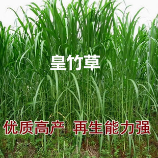 高产新型黄竹草 牧草 新型皇竹草 种节 饲养草 皇竹草种子 牧草