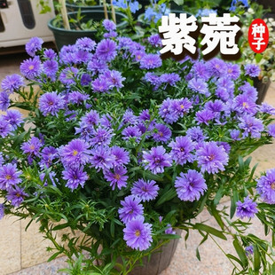 紫菀种子100粒高山青苑返魂草籽多年生庭院室外盆栽春秋播秋开花