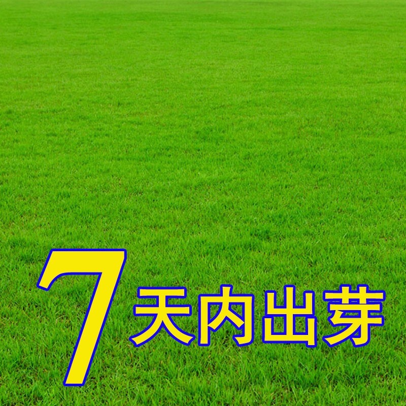 四季常青免修剪马尼拉护坡固土绿化草坪种子草皮黑麦草种