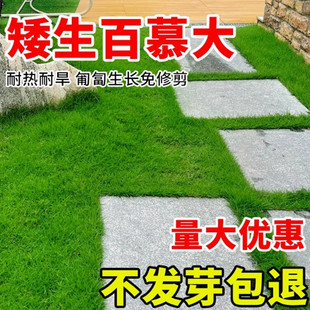 矮生百慕大剪股颖庭院别墅不修剪绿化草皮草籽护坡草坪种子耐践踏