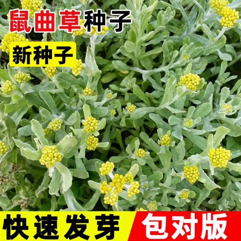 鼠曲草籽鼠曲草种清明果艾草糍粑粑黄花艾粿清明菜鼠麴草田艾草团