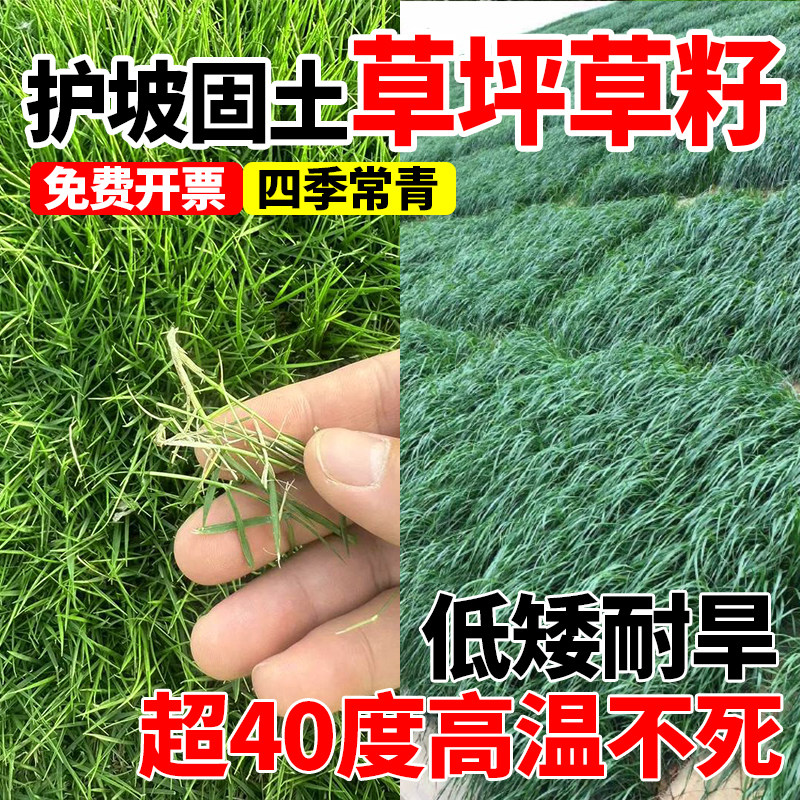 固土护坡草坪草籽四季常青免修剪耐践踏民宿露营草籽