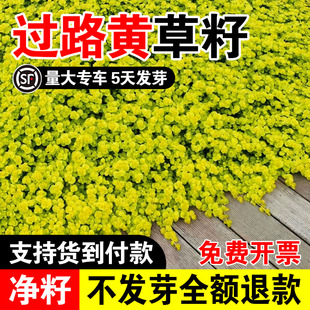 过路黄草籽常绿观叶植物佛甲草种子黄金串吊兰中华景天种子