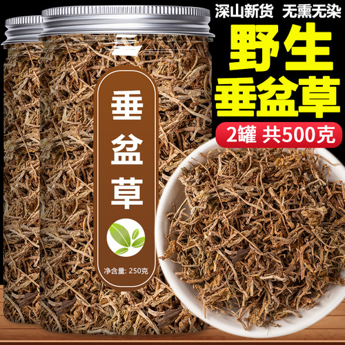 垂盆草中药材精选野生干净去杂