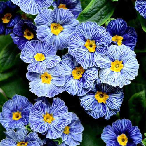 耐寒欧洲报春花 樱花草 进口报春花株型小巧可爱 带花发货 包邮