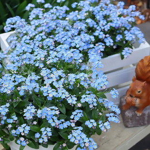 蓝色高山勿忘我盆栽 庭院阳台观花植物 好养多年生宿根耐寒