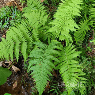针毛蕨 胎生狗脊蕨 荚果蕨 蕨类盆栽 花园花镜地栽耐热耐寒多年生