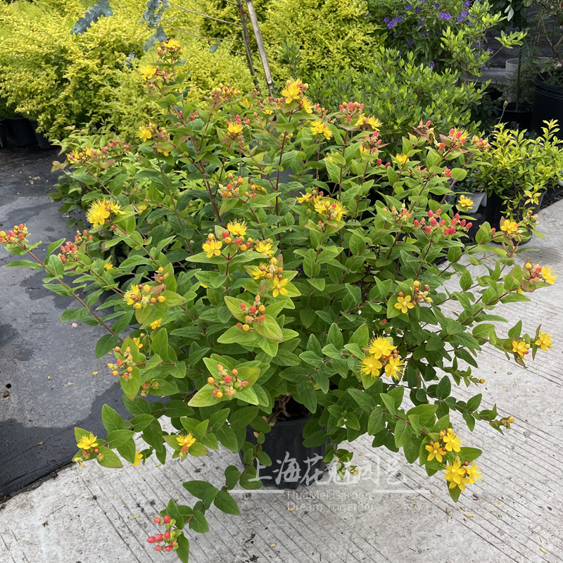 相思豆火龙珠盆栽大苗耐热耐寒庭院灌木阳台花卉多年生植物观花果