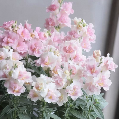 矮生重瓣金鱼草盆栽双子星