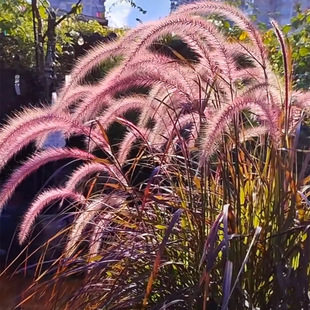 花镜植物 紫叶狼尾草盆栽 庭院花园多年生耐寒耐旱耐寒 好养