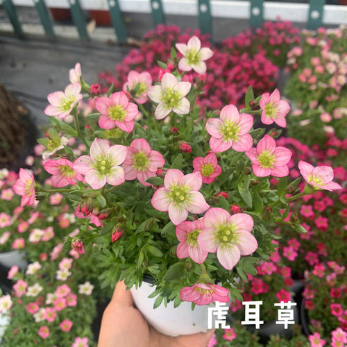 进口耐寒耐热多年生虎耳草包邮