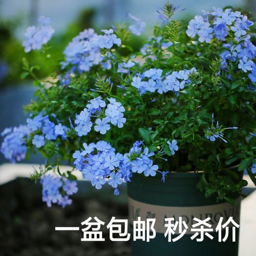 蓝雪花多年生耐热耐晒植物
