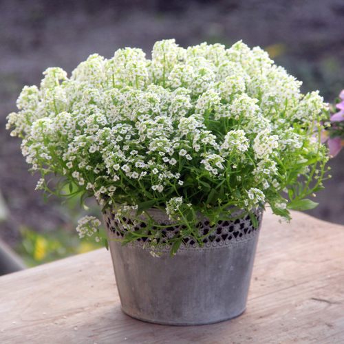 香雪球耐寒易爆盆庭院阳台植物