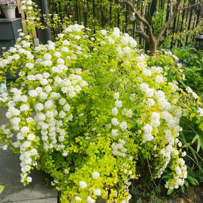 黄金喷泉菱叶绣线菊木本耐热耐寒